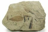Fossil Leaf and Horsetail Plate - Green River Formation, Utah #368741-1
